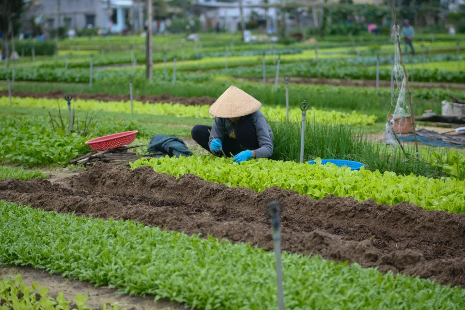 Vườn rau của Pơloong Huệ